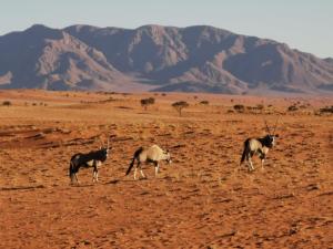 Oryx antelope from dune drive