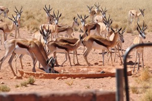 Springbok at Hideout waterhole   