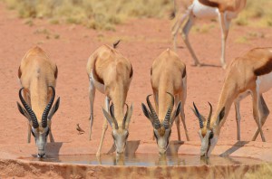 Water hole at house