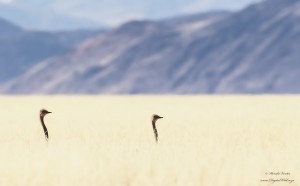 Ostrich in grass 