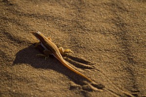 Desert lizard  