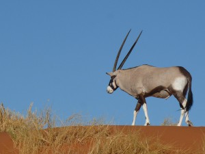 Oryx on dune                