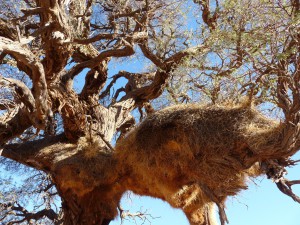 Social weaver nest      