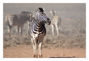 Zebra 