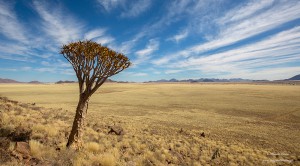 Quiver tree 