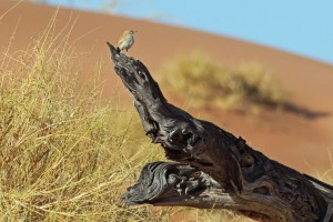 dune lark      